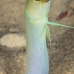 jawfish_yellowhead_dw_wc_v_0148_tci0492.jpg